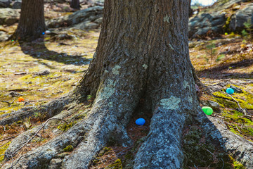 Easter eggs among the roots of a tree in the park. The concept of Easter Egg Hunt