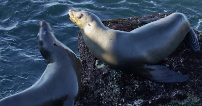Close up of sea lions fighting at La Jolla Cove, San Diego, California