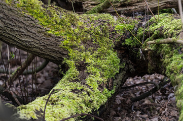 Fototapeta premium Moos