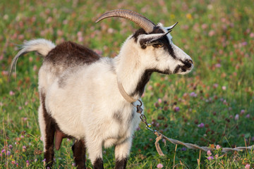 A goat grazing on the meadow on a leash