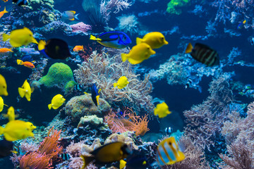 Underwater scene. Coral reef, colorful fish groups