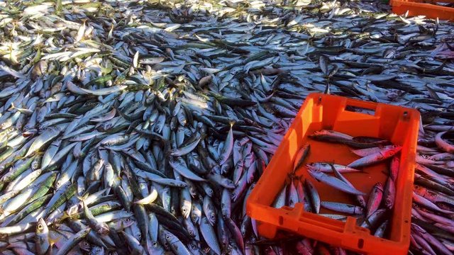 Fishermen Separate the Sardines Fish for Later Sale, Traditional trawling fishing on beach Fonte da Telha.
