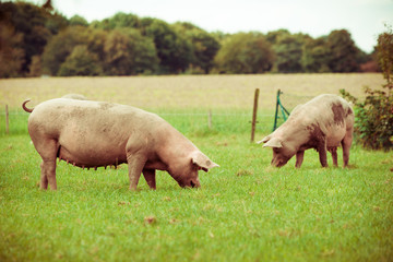 Pig farm.  pigs in field. Healthy pig on meadow