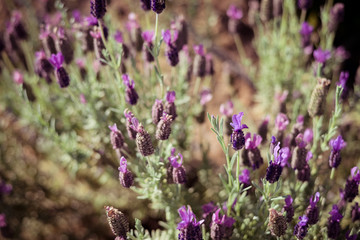 Obraz premium Natural lavender blossoms outdoor background