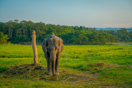 Beautiful sad elephant chained in a wooden pillar at outdoors, in Chitwan National Park, Nepal, sad paquiderm in a nature background, animal cruelty concept