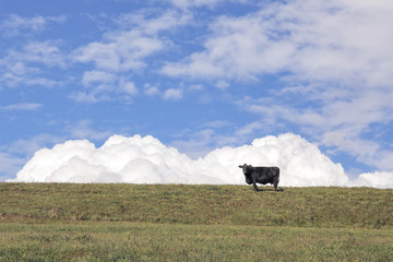 Sky Cow - Cow on grassy hill with cloudy blue sky above