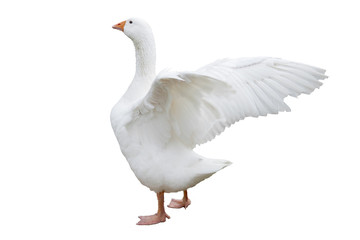 Goose isolated with open wings