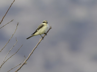 Lesser Grey Shrike
