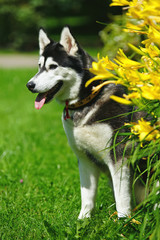 Naklejka na ściany i meble Black and white Siberian Husky dog sitting on a green grass near yellow lily flowers in summer