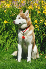 Brown and white Siberian Husky dog with an amulet on its neck sitting on a green grass near yellow lily flowers in summer