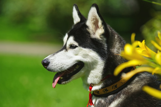 The portrait of a black and white Siberian Husky dog posing outdoors near yellow lily flowers in summer