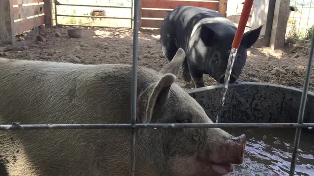 Pigs in a pen, drinking water from hose