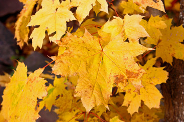Naklejka na ściany i meble Autumn yellow maple leaves in the sunny day