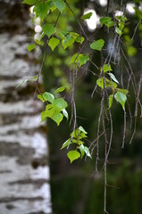 Birkenblätter, Birke