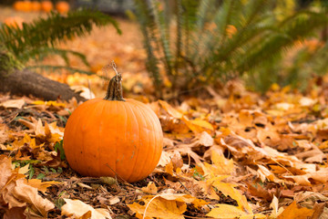 pumpkin in leaves