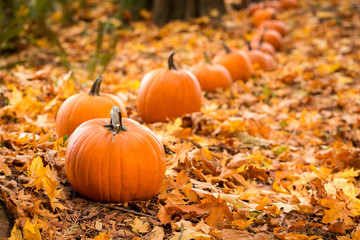 pumpkins in a line