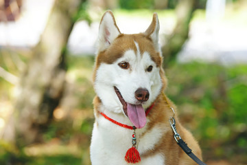 The portrait of a brown and white Siberian Husky dog with an amulet on its neck posing outdoors in summer