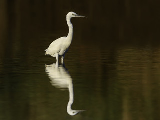 Little Egret with Reflection