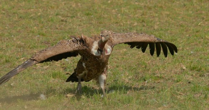 Close up of vulture walking with wings open to feed on Wildebeest carcass at Maasai Mara National Reserve, Kenya, Africa