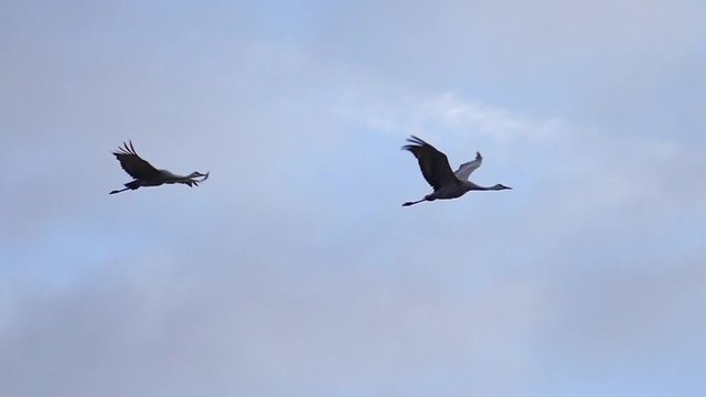 Graceful Flock of Sandhill Cranes Flying in Slow Motion
