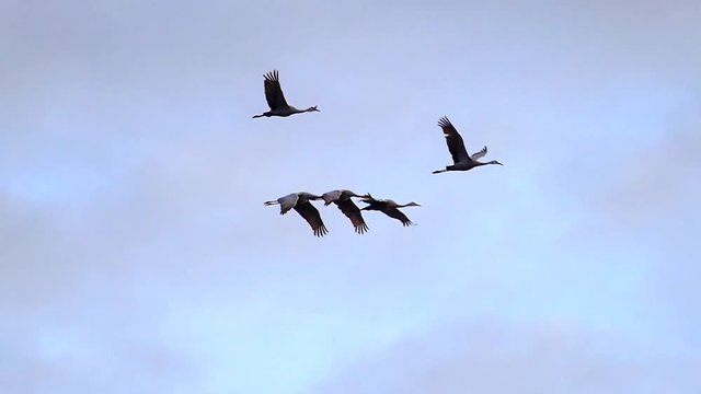 Graceful Flock of Sandhill Cranes Flying in Slow Motion
