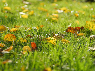 Shiny and bright green grass. Closeup