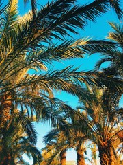Fototapeta premium Amazing sunset on palm coast in the subtropics. Beautiful date palms trees in Barcelona. Awesome sky, vintage retro tonned