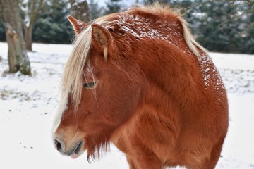 Winter close up image of strong beautiful red hafling horse with white mane covered by snow flakes from the side view, he is in an enclosure on a farm looking sideways, pasture is covered by snow