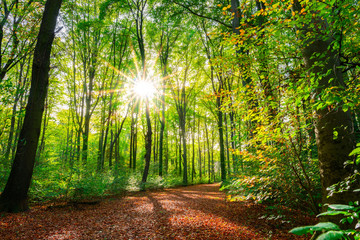 Autumn forest with path and bright sun