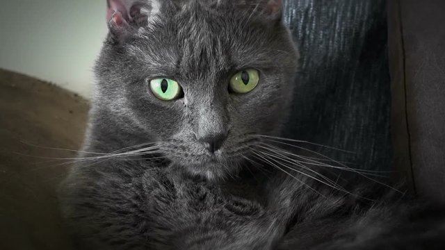 Gray cat washes and looks at the video camera