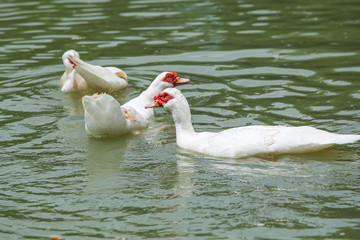Beautiful three White Ducks swimming in the pond.