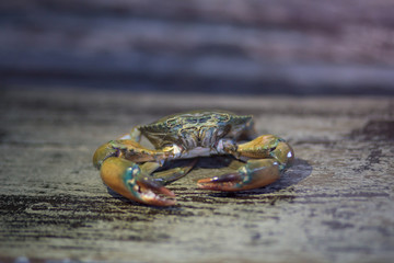 crab on the timber background