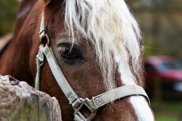 Portrait of a horse