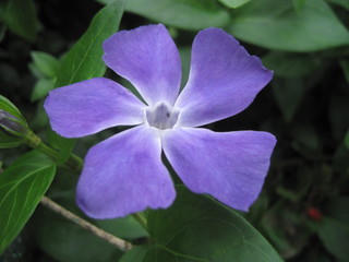 Purple flower solo nature colors