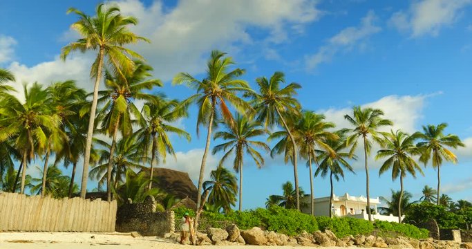 Timelapse of coconut trees on shore a beautiful day at Jambiani beach. Zanzibar, Africa.