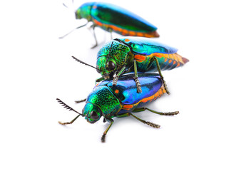 metallic wood-boring beetle on white background