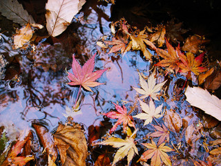 紅葉　葉っぱ　池