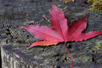 紅葉　葉っぱ　もみじ狩り