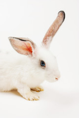  of rabbit