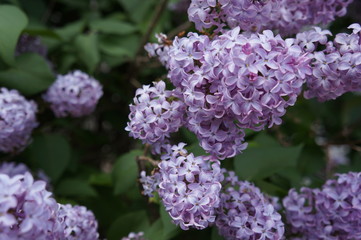 Lilacs