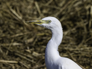 Cattle Egret Closeup Portrait