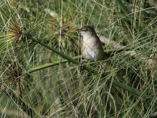 Eurasian Reed Warbler