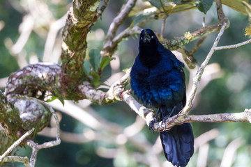 Great-tailed Grackle - Quiscalus mexicanus