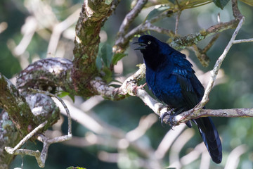 Great-tailed Grackle - Quiscalus mexicanus