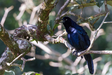 Great-tailed Grackle - Quiscalus mexicanus