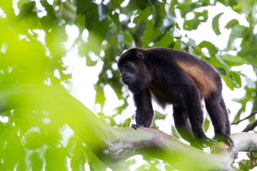 Adult male howler monkey