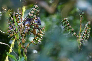 squirrel in Costa Rica
