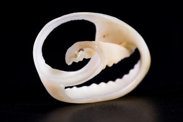 white sea shell
