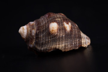 Sea shell on a black background