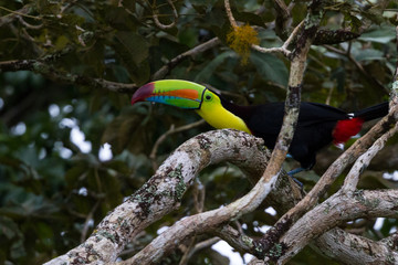 keel billed toucan
